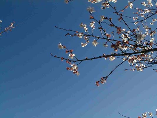 上州鬼石冬桜1